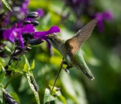 2020 09 13 LongFellowGardens 009